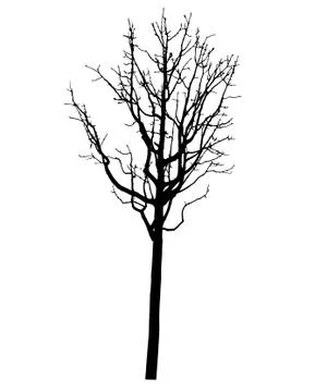 Vector black silhouette of a bare tree Stock Illustration