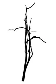 Vector black silhouette of a bare tree 스톡 일러스트
