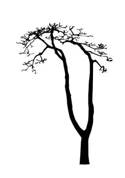 Vector black silhouette of a bare tree Stock Illustration