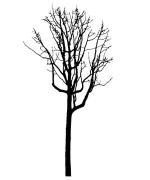 Vector black silhouette of a bare tree Stock Illustration