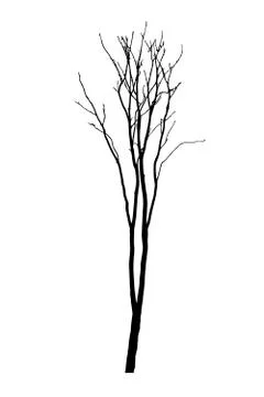 Vector black silhouette of a bare tree Stock Illustration