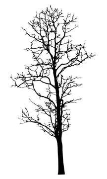 Vector black silhouette of a bare tree Stock Illustration