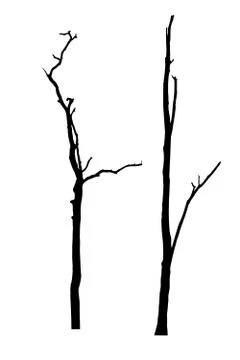 Vector black silhouette of a bare tree Stock Illustration