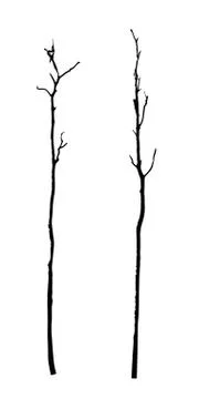 Vector black silhouette of a bare tree Stock Illustration