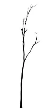 Vector black silhouette of a bare tree Stock Illustration