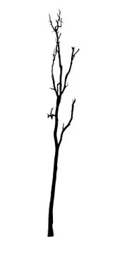 Vector black silhouette of a bare tree Stock Illustration