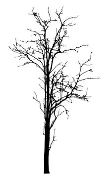 Vector black silhouette of a bare tree Stock Illustration