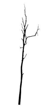 Vector black silhouette of a bare tree Stock Illustration