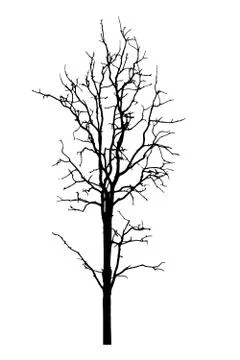 Vector black silhouette of a bare tree Stock Illustration