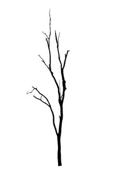 Vector black silhouette of a bare tree Stock Illustration