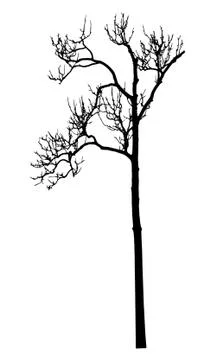 Vector black silhouette of a bare tree Stock Illustration