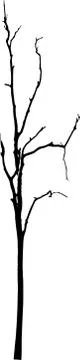 Vector black silhouette of a bare tree Stock Illustration