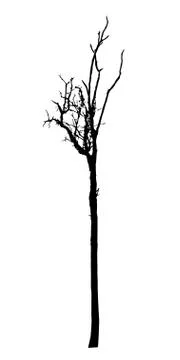 Vector black silhouette of a bare tree Stock Illustration