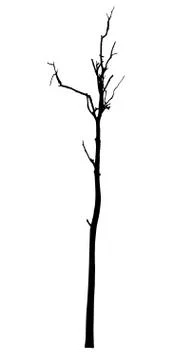 Vector black silhouette of a bare tree Stock Illustration