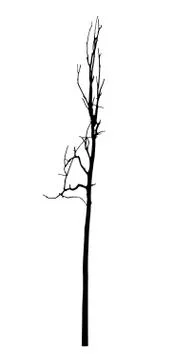 Vector black silhouette of a bare tree Stock Illustration