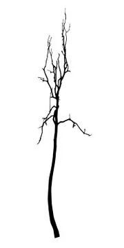Vector black silhouette of a bare tree 스톡 일러스트