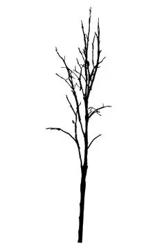 Vector black silhouette of a bare tree Stock Illustration