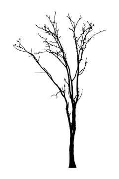 Vector black silhouette of a bare tree Stock Illustration