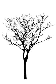 Vector black silhouette of a bare tree Stock Illustration