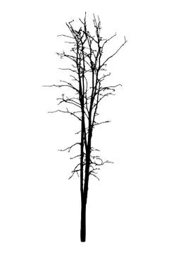 Vector black silhouette of a bare tree Illustrazione stock