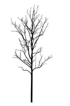 Vector black silhouette of a bare tree Stock Illustration