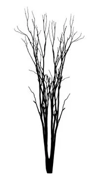 Vector black silhouette of a bare tree Stock Illustration