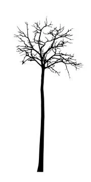 Vector black silhouette of a bare tree Stock Illustration