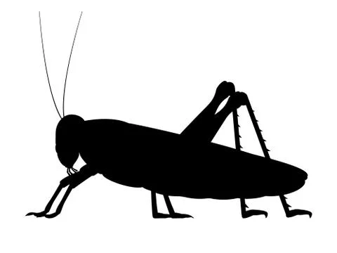 Vector black silhouette of a grasshopper Stock Illustration