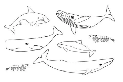 Vector black white hand drawn set of animals in Antarctica. Outline collection Stock Illustration