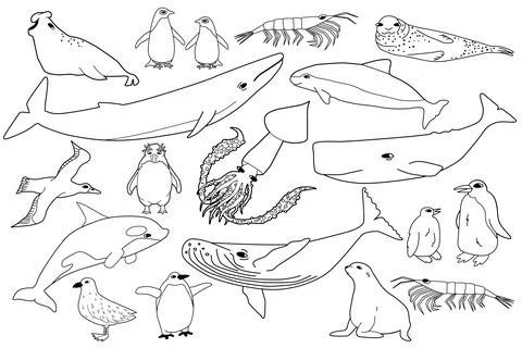 Vector black white line set of animals in Antarctica. Hand drawn outline Stock Illustration