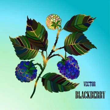Vector blackberry branch Stock Illustration