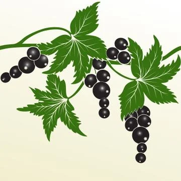 Vector blackberry. Hand drawn decorative vector blackberry elements for desig Stock Illustration