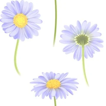 Vector blue chamomile flower seamless pattern. Realistic vector daisy Stock Illustration