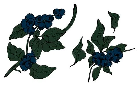 Vector blueberry engraved art Stock Illustration