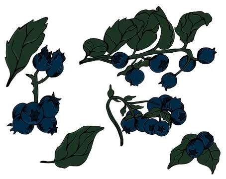 Vector blueberry engraved art Stock Illustration