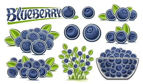 Vector Blueberry Set Stock Illustration
