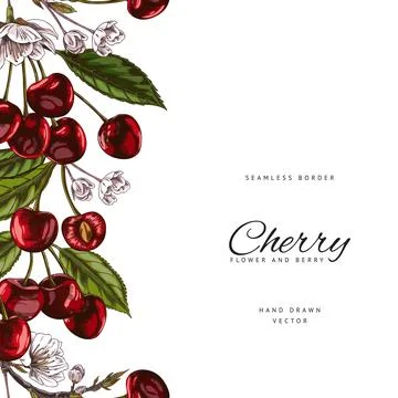 Vector border with red cherry berries, white flowers and green leaves. The bo Stock Illustration