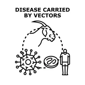 Vector borne disease transmission cycle illustration Stock Illustration