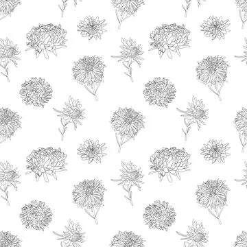 Vector botanical hand drawn monochrome line art pattern of asters flowers Stock Illustration