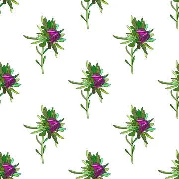 Vector botanical hand drawn pattern of asters flowers, daisies Stock Illustration