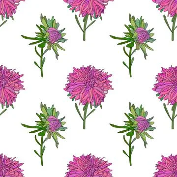 Vector botanical hand drawn pattern of asters flowers, daisies Stock Illustration