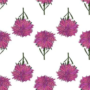 Vector botanical hand drawn pattern of asters flowers, daisies Stock Illustration