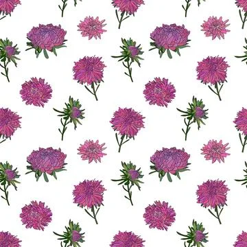 Vector botanical hand drawn pattern of asters flowers, daisies Stock Illustration