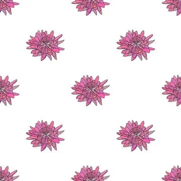 Vector botanical hand drawn pattern of asters flowers, daisies Stock Illustration