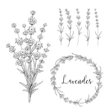 Vector Botanical illustration bundle. Stock Illustration
