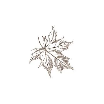 Vector botanical illustration of hand drawn maple leaf in black and white ske イラスト素材
