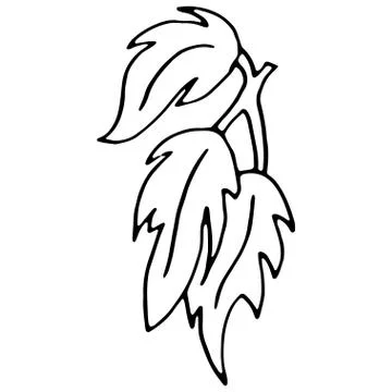 Vector botanical illustration. Stock Illustration