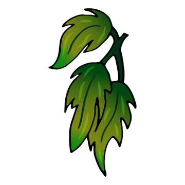 Vector botanical illustration. Line print. Stock Illustration