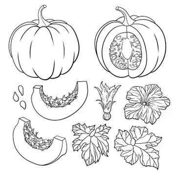 Vector botanical set with isolated  pumpkins, flowers and leaves. Stock Illustration