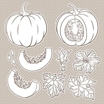 Vector botanical set with isolated  pumpkins, flowers and leaves. Stock Illustration